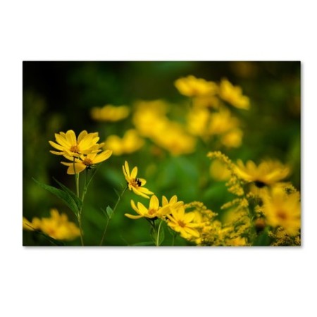 Kurt Shaffer 'September Wildflowers' Canvas Art,30x47